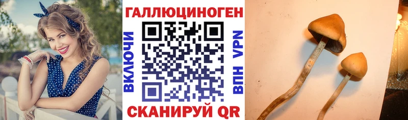 Галлюциногенные грибы Psilocybine cubensis  цена наркотик  Асино 